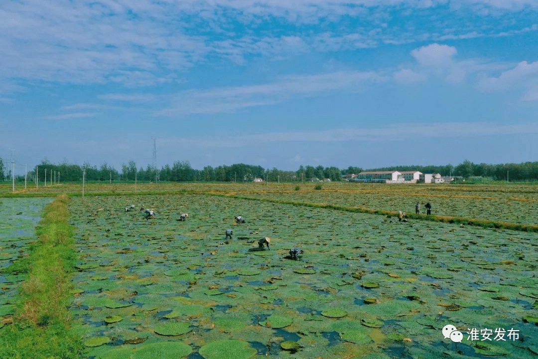 淮安車(chē)橋鎮(zhèn)最新消息深度解析，動(dòng)態(tài)更新與解讀