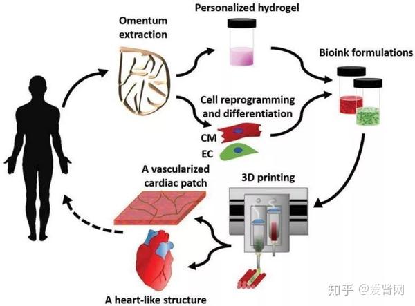 3D打印腎臟技術(shù)最新進展與前沿探索