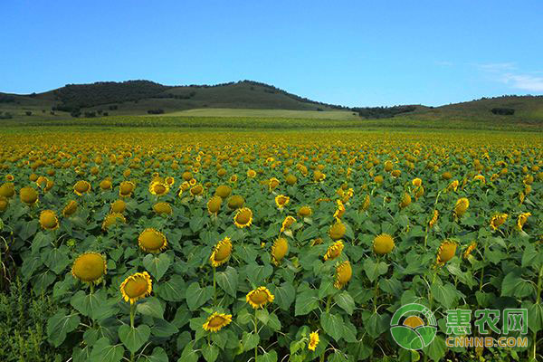 葵花價(jià)格最新動(dòng)態(tài)及分析簡(jiǎn)報(bào)