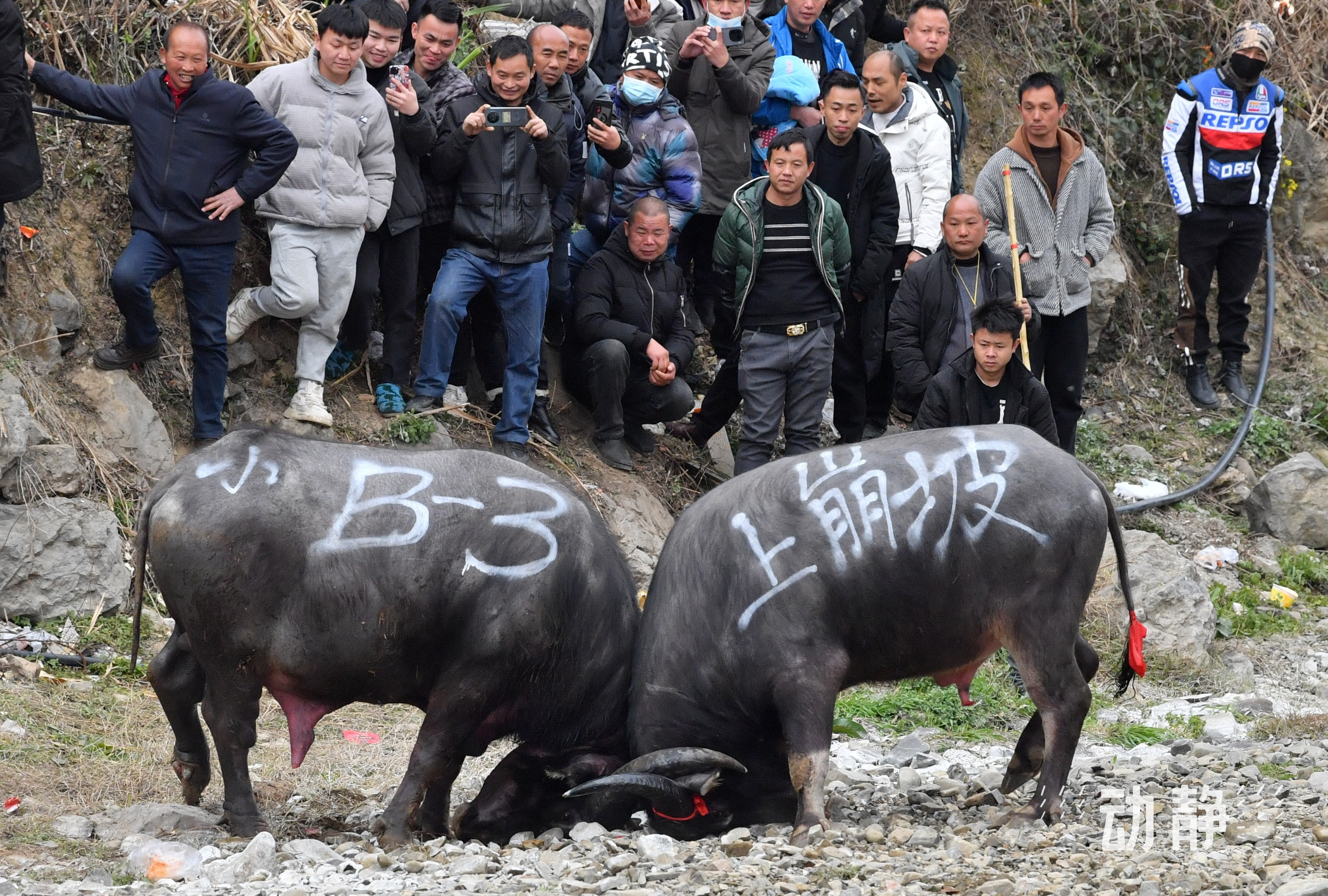 凱里斗牛視頻，傳統(tǒng)與現(xiàn)代的完美融合，最新斗牛風(fēng)采展示